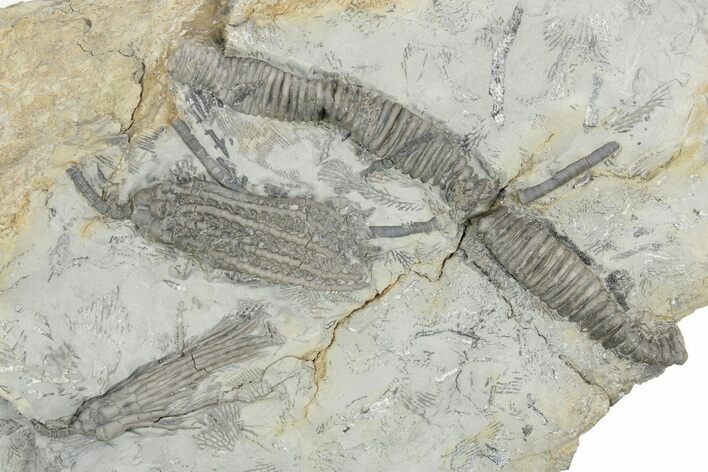 Fossil Crinoid Plate (Two Species) - Monroe County, Indiana #232145